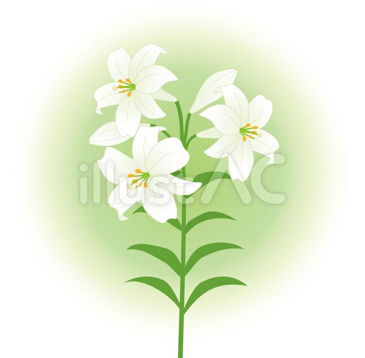 lily flower